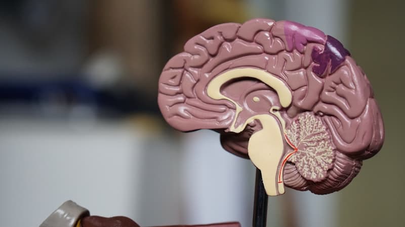 Darolutamide Affects Memory Less Than Enzalutamide in Prostate Cancer